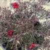 Leptospermum 'Ruby Glow' Live Plant - 6 inch Pot - Outdoor Shrub - Image 1