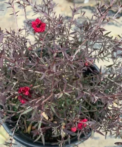 Leptospermum 'Ruby Glow' Live Plant - 6 inch Pot - Outdoor Shrub - Image 1