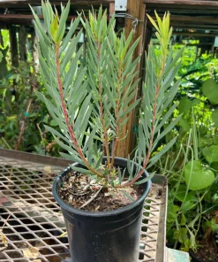 Leucadendron Golden Tulip Live Plant – 1ft Tall – 6 Inch Pot – Outdoor Shrub - Image 2