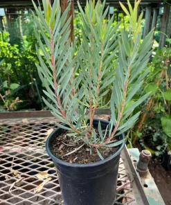 Leucadendron Golden Tulip Live Plant – 1ft Tall – 6 Inch Pot – Outdoor Shrub - Image 3