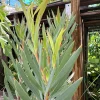 Leucadendron Golden Tulip Live Plant – 1ft Tall – 6 Inch Pot – Outdoor Shrub - Image 1