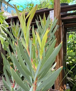 Leucadendron Golden Tulip Live Plant – 1ft Tall – 6 Inch Pot – Outdoor Shrub - Image 1