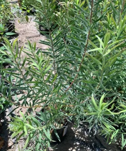 Leucadendron Little Red Live Plant - 1-2 ft Tall Shrub in 1 Gallon Pot - Image 2