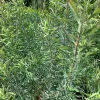 Leucadendron Little Red Live Plant - 1-2 ft Tall Shrub in 1 Gallon Pot - Image 1