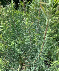 Leucadendron Little Red Live Plant - 1-2 ft Tall Shrub in 1 Gallon Pot - Image 1