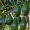 Little Cado Avocado Live Plant – Grafted – 1 Foot Tall – Indoor/Outdoor Fruit Tree - Image 1