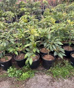 Little Cado Avocado Tree - 3 to 4 Feet Tall - Grafted Live Plant - Dwarf Variety - Image 2