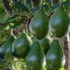 Little Cado Avocado Tree - 3 to 4 Feet Tall - Grafted Live Plant - Dwarf Variety - Image 1