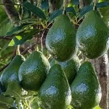 Little Cado Avocado Tree - 3 to 4 Feet Tall - Grafted Live Plant - Dwarf Variety - Image 1