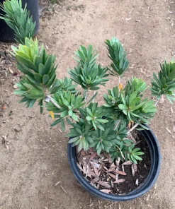 Little John Dwarf Bottlebrush Live Plant - Callistemon 'Little John' - 1 Foot Tall - 6 inch Pot - Outdoor Shrub - Image 2