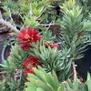 Little John Dwarf Bottlebrush Live Plant - Callistemon 'Little John' - 1 Foot Tall - 6 inch Pot - Outdoor Shrub - Image 1
