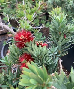 Little John Dwarf Bottlebrush Live Plant - Callistemon 'Little John' - 1 Foot Tall - 6 inch Pot - Outdoor Shrub - Image 1