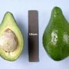Lula Avocado Tree Grafted Live Plant - 1 Foot Tall - Ship in 6 Inch Pot - Image 1