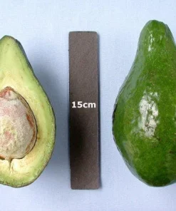 Lula Avocado Tree Grafted Live Plant - 1 Foot Tall - Ship in 6 Inch Pot - Image 1