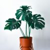 Monstera Deliciosa potted plant