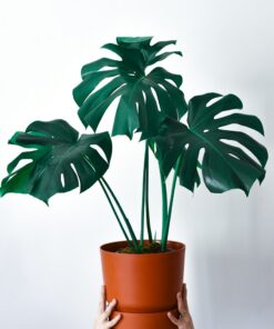 Monstera Deliciosa potted plant