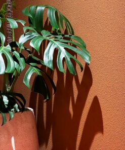 Monstera plant in a styled space