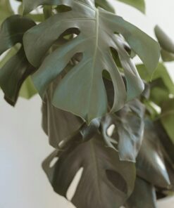 Monstera leaf close-up