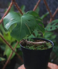 Young Monstera in nursery pot
