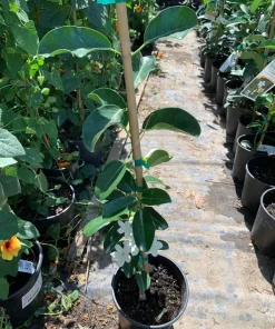 Madagascar Jasmine Live Plant – Stephanotis Floribunda – 1 ft Tall – 6 inch Pot – Fragrant Vine - Image 2