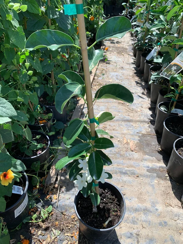 Madagascar Jasmine Live Plant – Stephanotis Floribunda – 1 ft Tall – 6 inch Pot – Fragrant Vine - Image 2