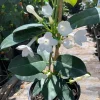 Madagascar Jasmine Live Plant – Stephanotis Floribunda – 1 ft Tall – 6 inch Pot – Fragrant Vine - Image 1