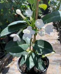 Madagascar Jasmine Live Plant – Stephanotis Floribunda – 1 ft Tall – 6 inch Pot – Fragrant Vine - Image 1