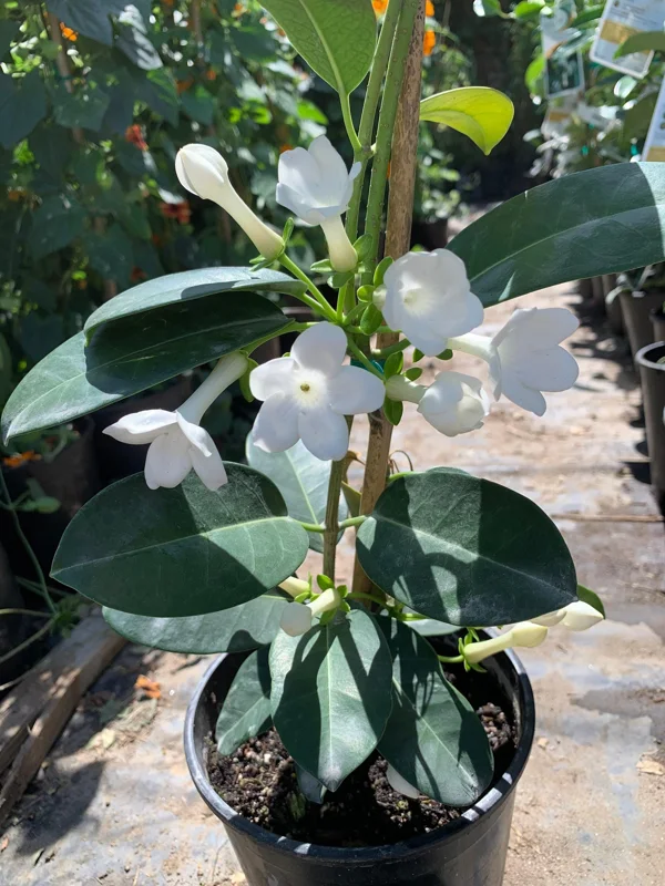Madagascar Jasmine Live Plant – Stephanotis Floribunda – 1 ft Tall – 6 inch Pot – Fragrant Vine - Image 1