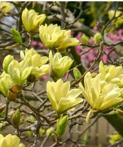 Magnolia 'Butterflies' Live Plant – Yellow Flowering Tree – 2-3 Ft Tall – 6 Inch Pot - Image 2