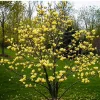 Magnolia 'Butterflies' Live Plant – Yellow Flowering Tree – 2-3 Ft Tall – 6 Inch Pot - Image 1