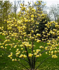 Magnolia 'Butterflies' Live Plant – Yellow Flowering Tree – 2-3 Ft Tall – 6 Inch Pot - Image 1