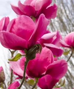 Magnolia Felix Live Plant - 2-3 Feet Tall - Hot Pink Flowers - Outdoor Tree - Image 3
