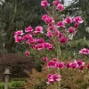 Magnolia Felix Live Plant - 2-3 Feet Tall - Hot Pink Flowers - Outdoor Tree - Image 1