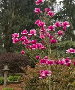 Magnolia Felix Live Plant - 2-3 Feet Tall - Hot Pink Flowers - Outdoor Tree - Image 1