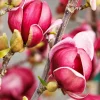 Magnolia 'Genie' Live Plant – 2-3 Feet Tall – 6 inch Pot – Outdoor Flowering Tree - Image 1