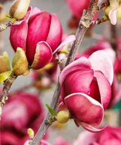 Magnolia 'Genie' Live Plant – 2-3 Feet Tall – 6 inch Pot – Outdoor Flowering Tree - Image 1