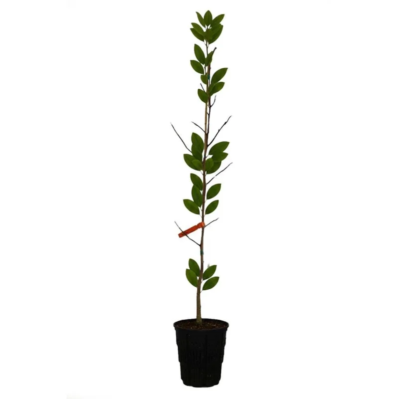 Magnolia Honey Tulip Tree Live Plant – 2-3 ft Tall – Ship in 6 inch Pot - Image 2