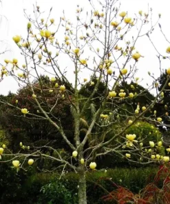 Magnolia Honey Tulip Tree Live Plant – 2-3 ft Tall – Ship in 6 inch Pot - Image 3