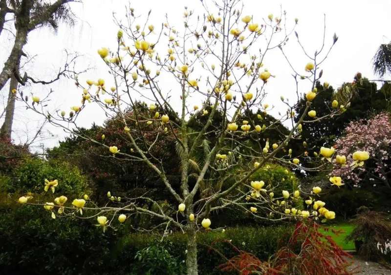 Magnolia Honey Tulip Tree Live Plant – 2-3 ft Tall – Ship in 6 inch Pot - Image 3