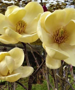 Magnolia Honey Tulip Tree Live Plant – 2-3 ft Tall – Ship in 6 inch Pot - Image 4