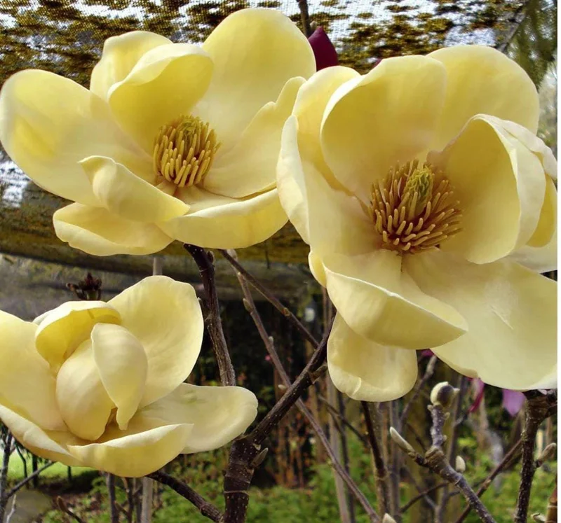Magnolia Honey Tulip Tree Live Plant – 2-3 ft Tall – Ship in 6 inch Pot - Image 4