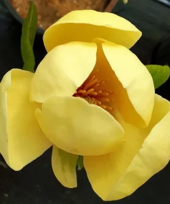Magnolia Honey Tulip Tree Live Plant – 2-3 ft Tall – Ship in 6 inch Pot - Image 1