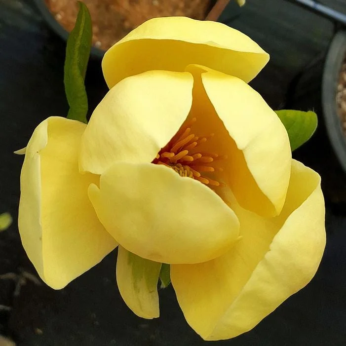 Magnolia Honey Tulip Tree Live Plant – 2-3 ft Tall – Ship in 6 inch Pot - Image 1