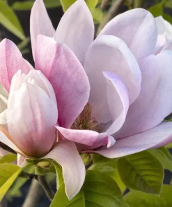 Magnolia 'Rose Marie' Live Plant – 2 to 3 Feet Tall – Shipped in 6