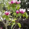 Magnolia 'Rose Marie' Live Plant – 2 to 3 Feet Tall – Shipped in 6" Pot – Outdoor Tree - Image 1