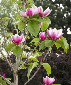 Magnolia 'Rose Marie' Live Plant – 2 to 3 Feet Tall – Shipped in 6" Pot – Outdoor Tree - Image 1