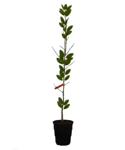Magnolia 'Vulcan' Live Plant - 2-3 Ft Tall - Magenta Flowers - 6" Pot - Image 2