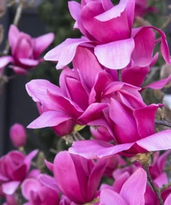 Magnolia 'Vulcan' Live Plant - 2-3 Ft Tall - Magenta Flowers - 6