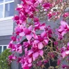 Magnolia 'Vulcan' Live Plant - 2-3 Ft Tall - Magenta Flowers - 6" Pot - Image 1