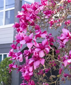 Magnolia 'Vulcan' Live Plant - 2-3 Ft Tall - Magenta Flowers - 6" Pot - Image 1